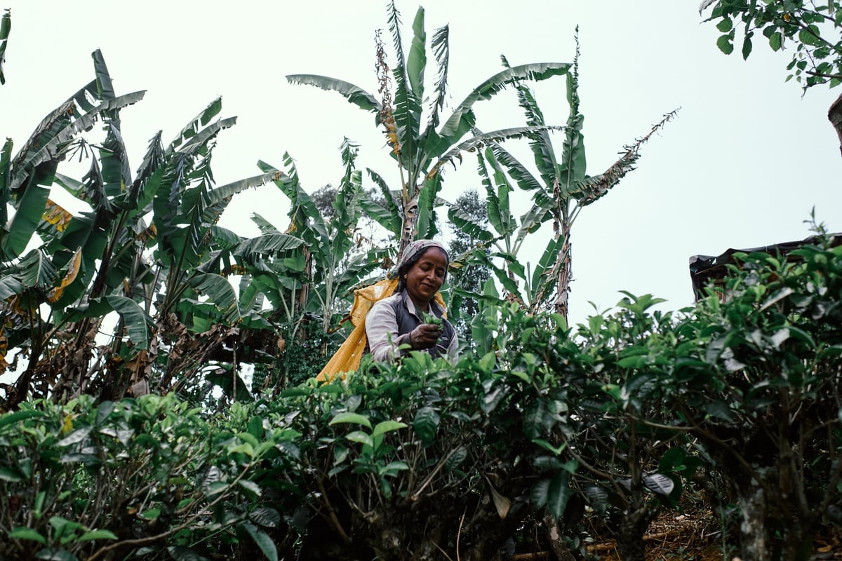 The Cost of Tea — Sri Lanka — frame